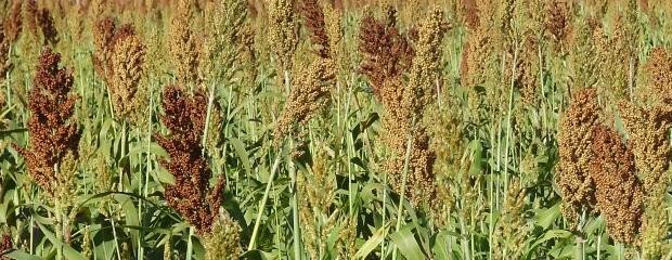 Interesantes ventajas del sorgo en la bioenergía 