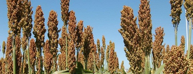 La cosecha de sorgo crecería un 32% en 2013