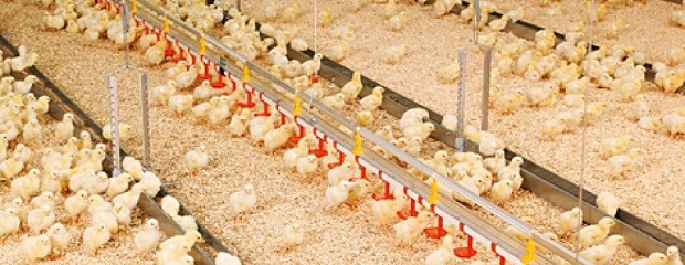 Crece exportación de pollos pero cae el mercado de leches