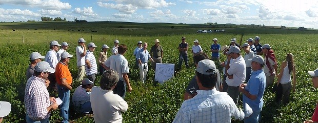 Soja: fertilización más allá de la floración