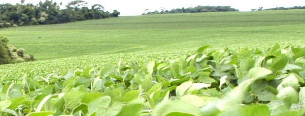 Aumentó un 6% el área sembrada con soja en Entre Ríos