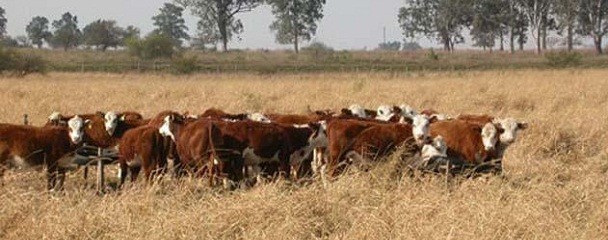 Las pasturas, un buen truco para transformar la ganadería