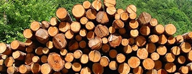 Impulsan generación de energía con subproductos de madera