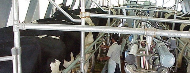 Las trabas a la exportación de leche afectan al productor