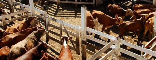 El Mercado de Liniers cerró la semana con subas