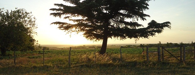 Las perspectivas del campo