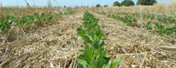 Los rindes aumentan un 17% en campos donde hubo maíz