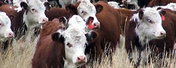 Un parásito peligroso para las vacas