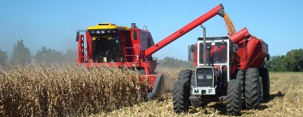 Avanza a paso firme la cosecha gruesa en la zona núcleo 