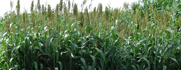 En invierno, el sorgo es un lindo guisito 