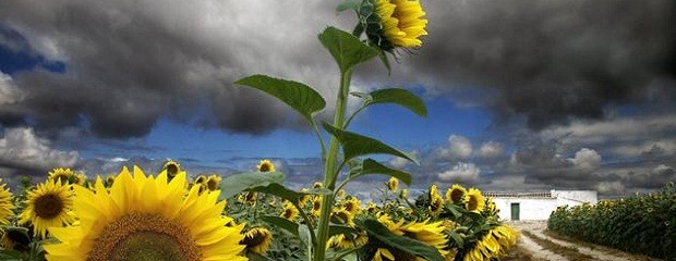 El girasol cierra su campaña con altos rindes