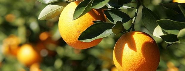 La Federación del Citrus renovó su Comisión Directiva