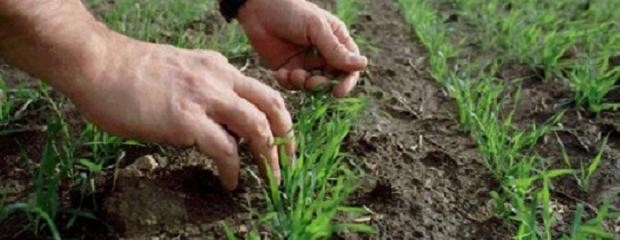  Prácticas de manejo en el cultivo de trigo