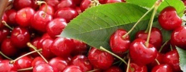 Cae la producción de cerezas