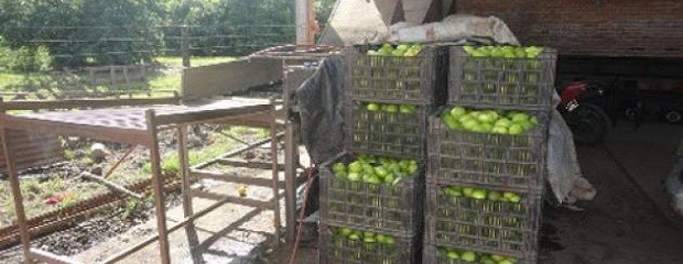 Intensificarán los controles de transporte de fruta