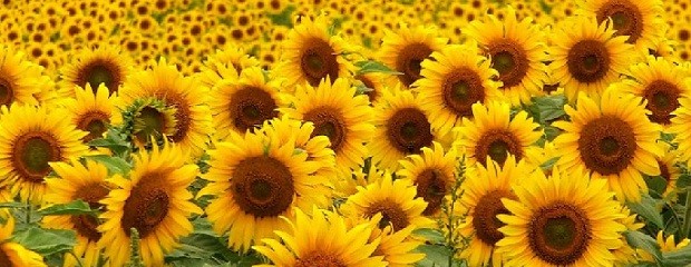 ¿Por qué el girasol soporta la baja de precios?