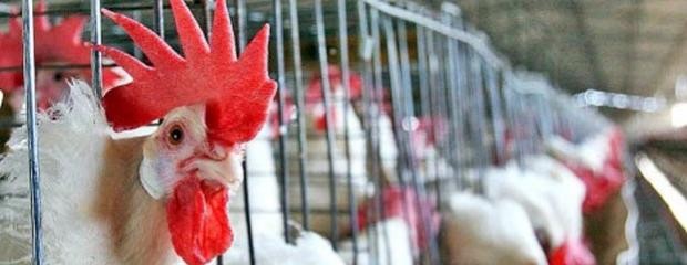 Tras gripe aviar, China volverá a abrir sus mercados de aves