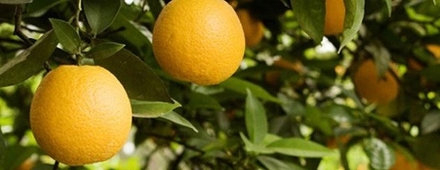 Avanzan las negociaciones para exportar citrus a Sudáfrica