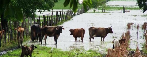 Alerta por creciente del río Paraná 