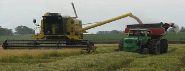 Alternativa forrajera que viene: Heno de paja de arroz