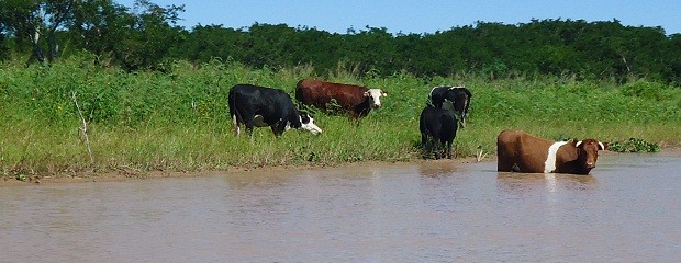 Incertidumbre de productores entrerrianos ante inundaciones