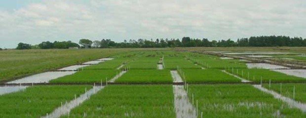 El área arrocera en Entre Ríos tiende a mantenerse