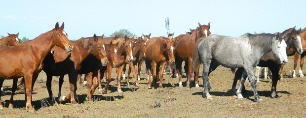 El dolor como problemas de comportamiento en caballos