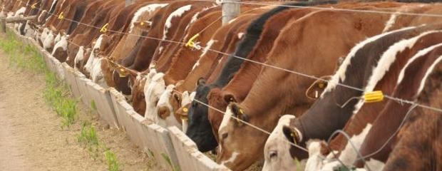 El Senado convirtió en ley la regulación del Feedlot