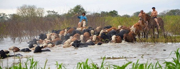 En busca de continuar la evacuación del ganado