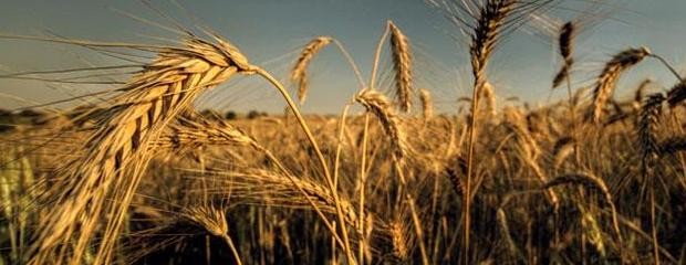 ¿Cómo quedó el trigo después de las lluvias?