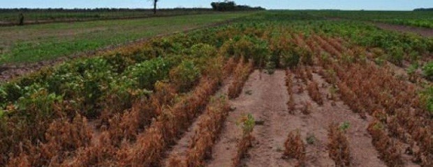 El clima volvería a complicar la campaña agrícola