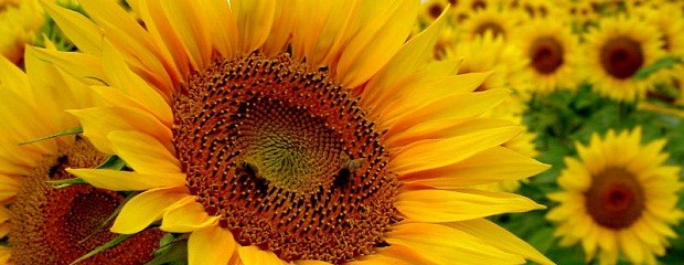 Girasol: Piden bajar retenciones