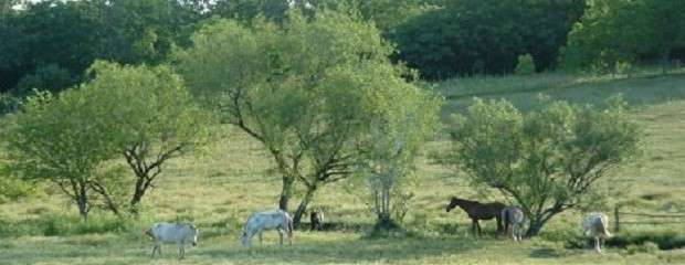 Alternativas para optimizar el uso de montes naturales