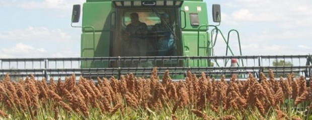 Producción de sorgo aumentó y habría récord de exportación