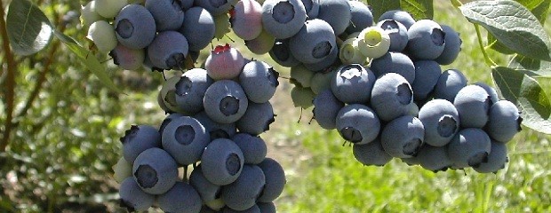 Las bajas temperaturas afectaron la producción de arándanos