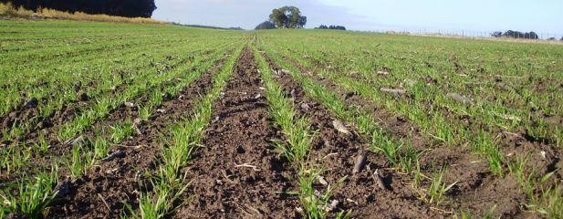 Comienza a faltar agua en la zona núcleo