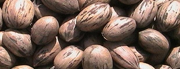 Exportarán nueces entrerrianas a China