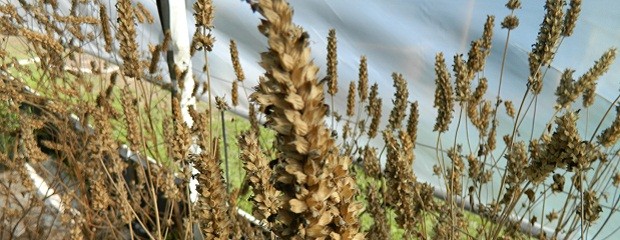 La chía se afirma entre los agro-alimentos demandados 