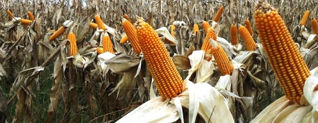 La falta de agua también condiciona la siembra de maíz