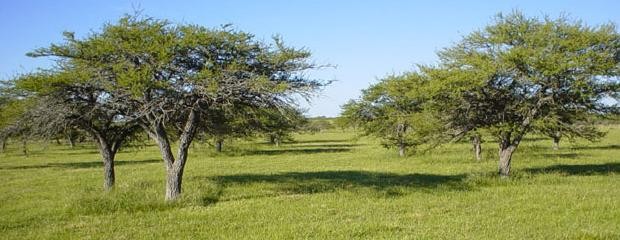 Promueven la conservación de pastizales naturales