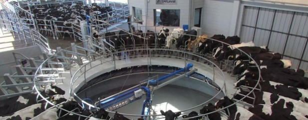 Tamberos conformes con cambios en el pago de la leche