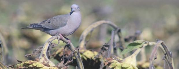 Aves plagas: una mirada para prevenir el daño