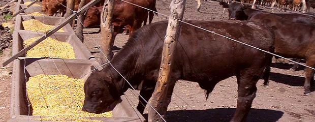 Feedlot: pese al atraso de precios, percibe un leve repunte 