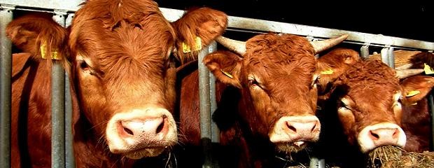 Aumenta faena de vacas y se dificulta recomponer el stock 