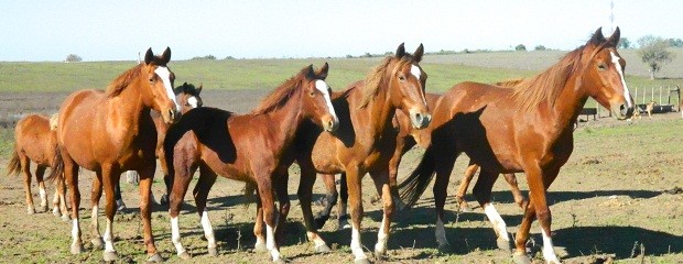 Gualeguaychú se prepara para la segunda expo equina