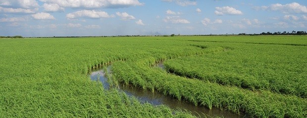 Próximos a finalizar la siembra de arroz