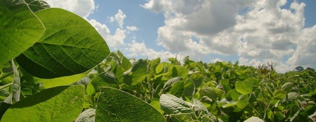 Avanza la siembra de soja de primera en Entre Ríos