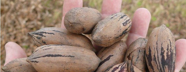 Exportan nueces entrerrianas a Hong Kong