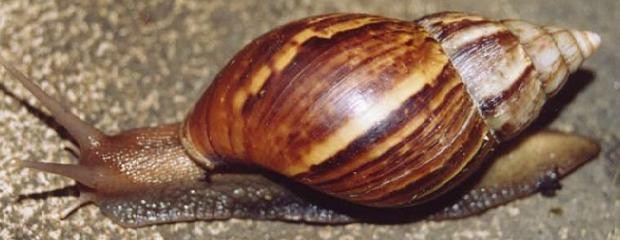 Alarma en Corrientes por la aparición de caracoles gigantes