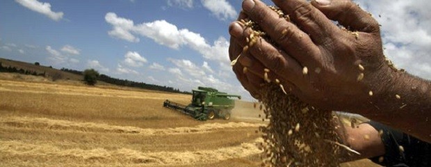 El rinde promedio provincial de trigo rondaría 2.300 kg/h